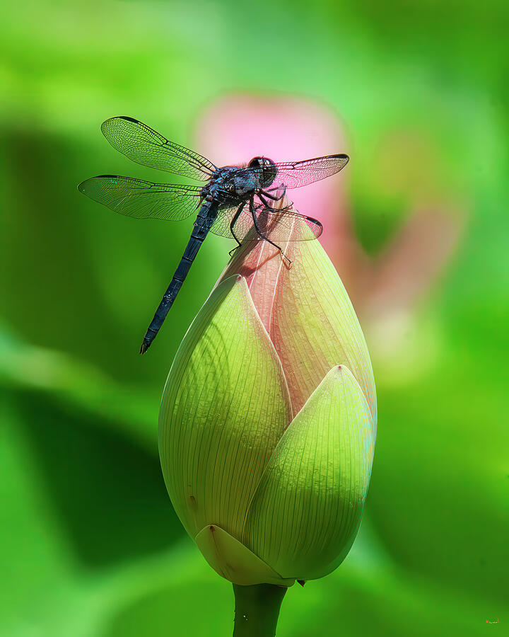 Slaty Skimmer Dragonfly Perched on Lotus Bud DIN0413 Photograph by Gerry Gantt