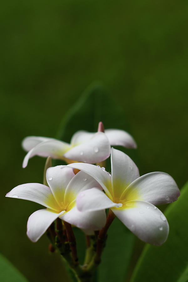 Slaughter Pink Plumeria Drops Photograph