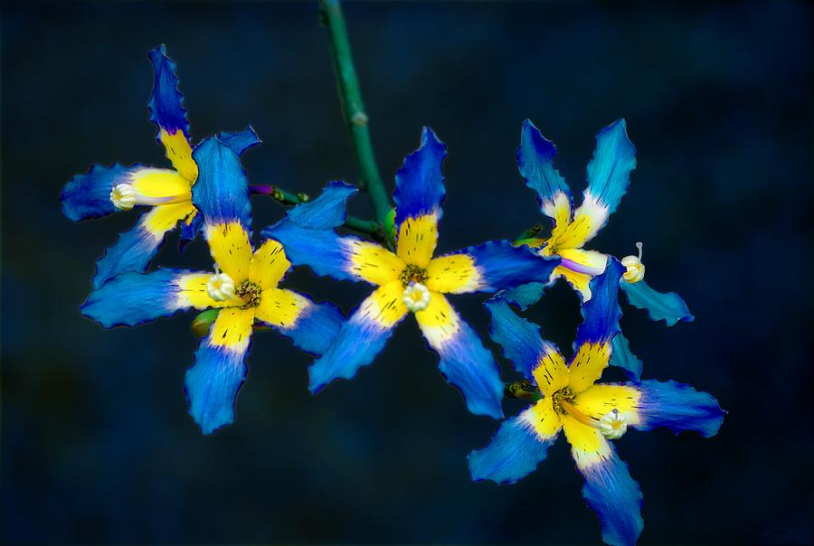 Slava Ukraini Five Petals Flower Photograph by Marco Sales