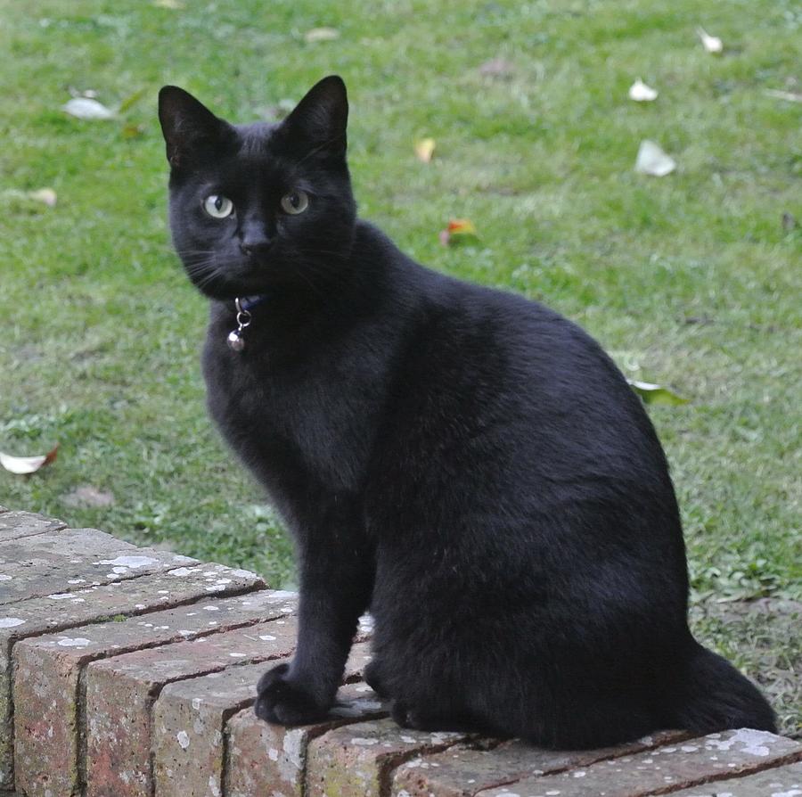 Sleek Black Cat Photograph by Lynne Iddon | Fine Art America