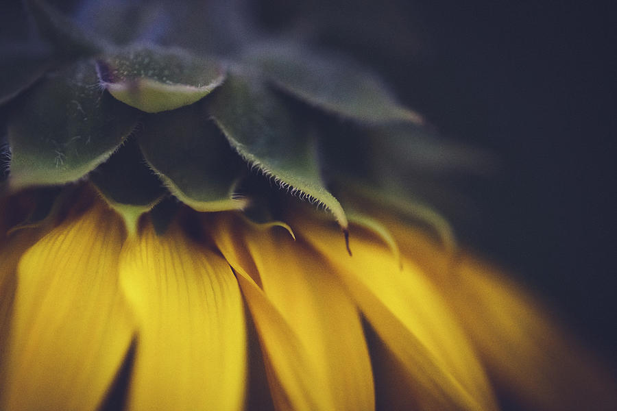 Sleep Now - Sunflower Photograph by Ada Weyland