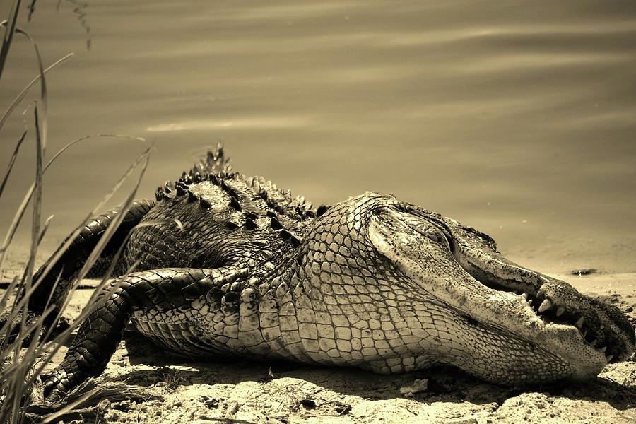 Sleeping Alligator Photograph by Cynthia Guinn