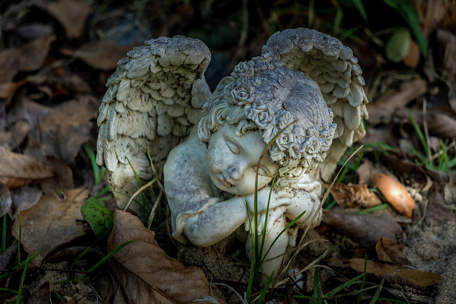 Sleeping Angel Photograph