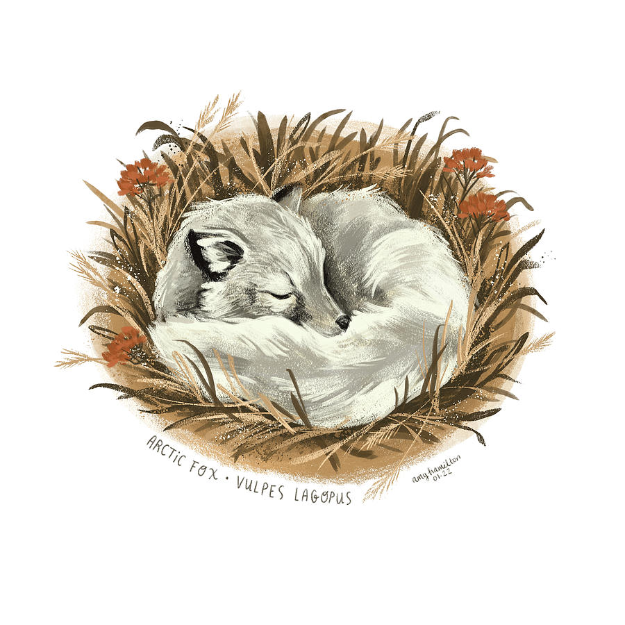Wildlife Painting - Sleeping Arctic Fox by Amy Hamilton