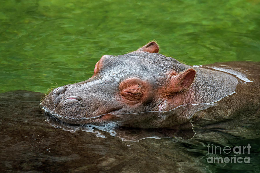 Sleeping Baby Hippo Photograph by Arterra Picture Library