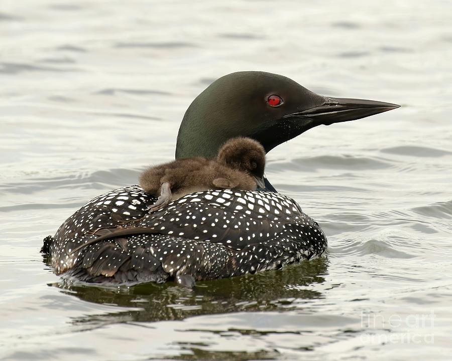 Sleeping baby loon Photograph by Heather King