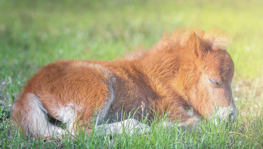 Sleeping Baby Miniature Horse In The Meadow Photograph by Jordan Hill