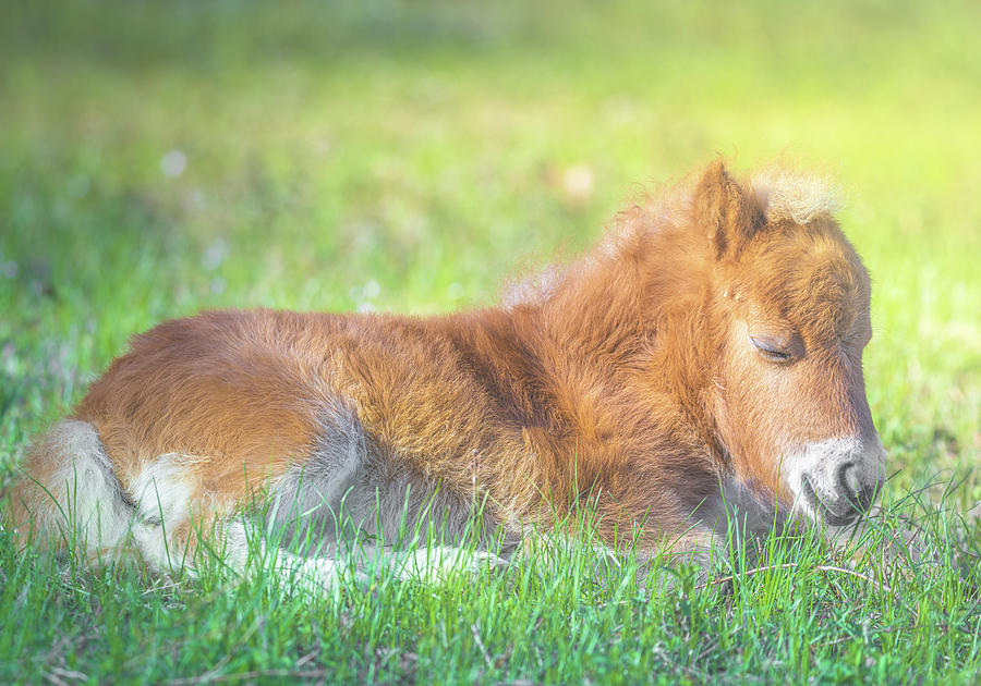 Sleeping Baby Miniature Horse In The Pasture Photograph by Jordan Hill