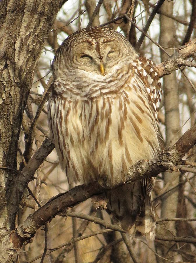 Sleeping Barred Owl Beauty  Photograph by Lori Frisch