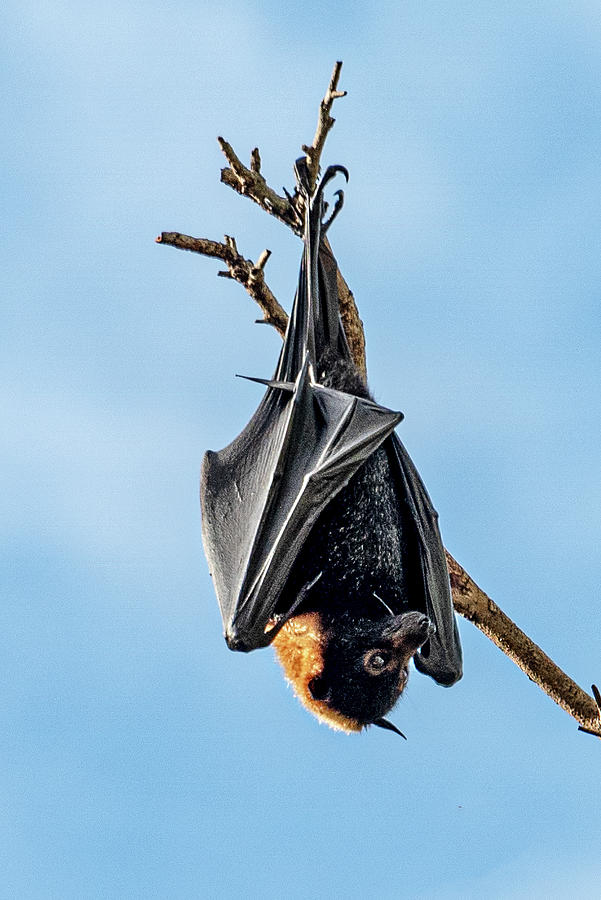 Sleeping Bat - Cairns, Australia Photograph by Jon Berghoff - Fine Art ...