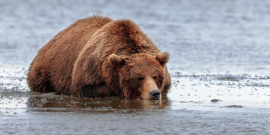 Sleeping Bear  Photograph by Gary Langley