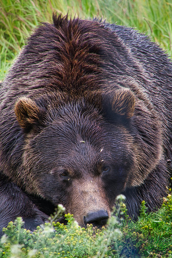 Sleeping Bear Photograph by Steph Gabler