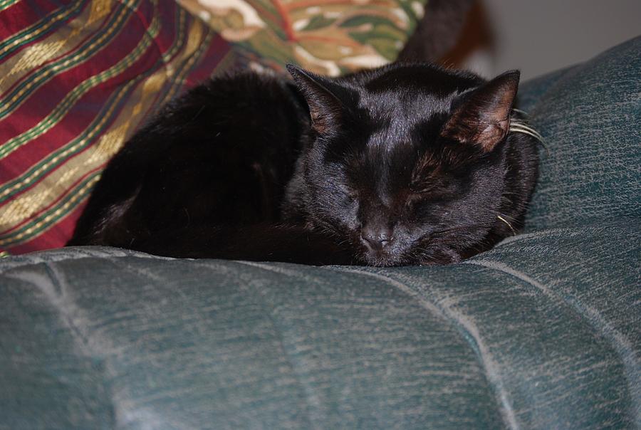 Sleeping Black Cat Photograph by Alfred Fox | Fine Art America