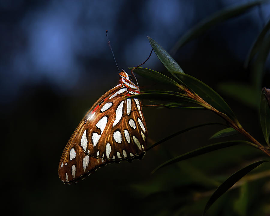 Sleeping Butterfly Photograph by Mark Andrew Thomas