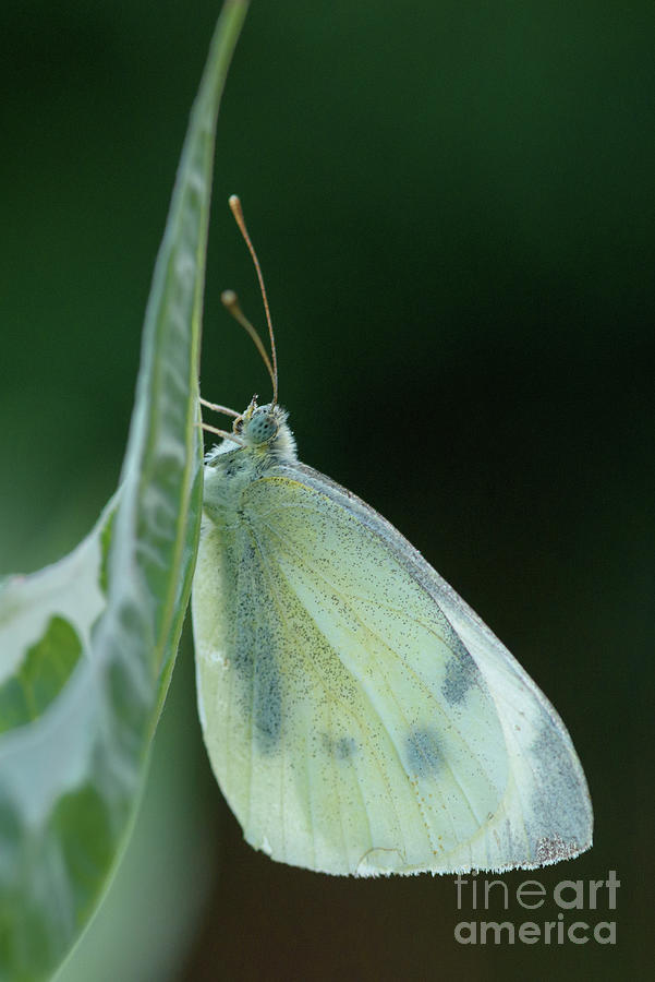 Sleeping Cabbage White Butterfly #1 Photograph by Nancy Gleason