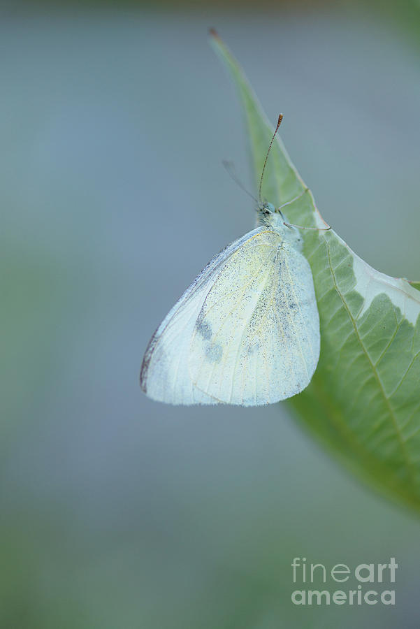 Seattle Photograph - Sleeping Cabbage White Butterfly #2 by Nancy Gleason