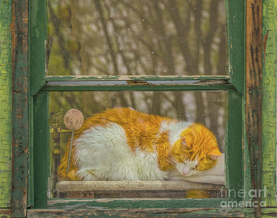 Sleeping Cat in Window Photograph by Randy Steele Fine Art America