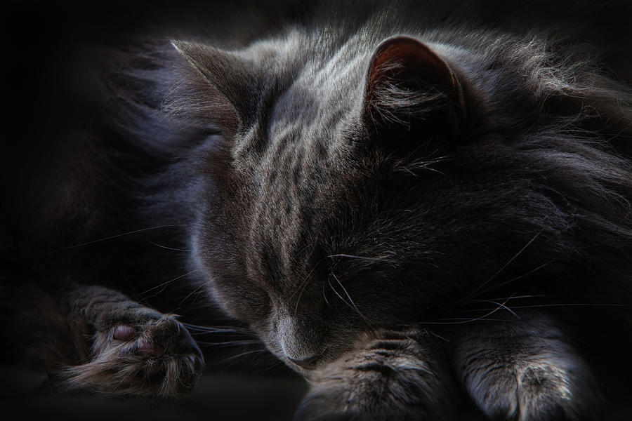 Sleeping Cat 7410 Photograph by Greg Hartford
