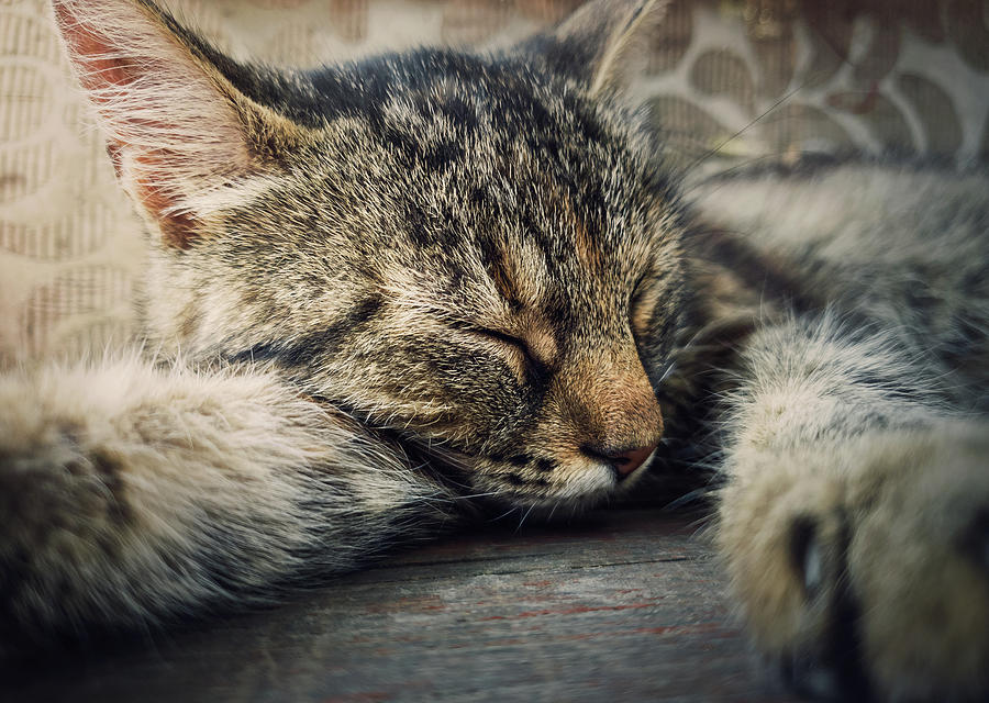Sleeping Cat Photograph