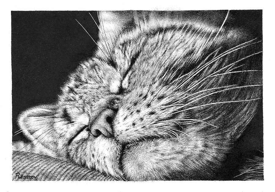 Sleeping Cat Drawing by Casey Remrov Vormer
