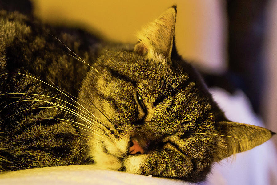 Sleeping cat 2 Photograph by Umberto Barone