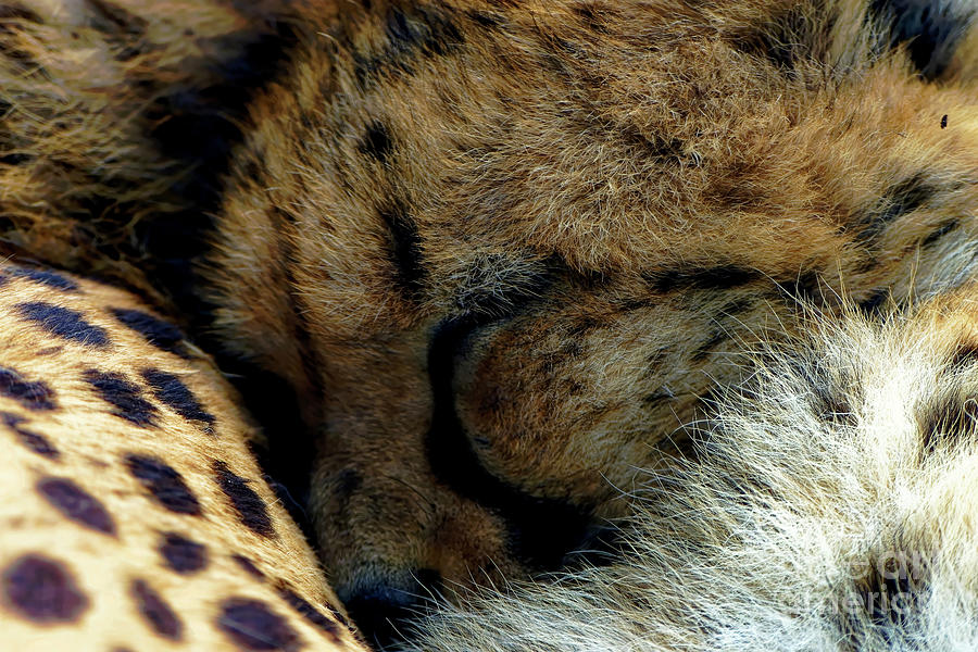 Sleeping Cheetah Photograph