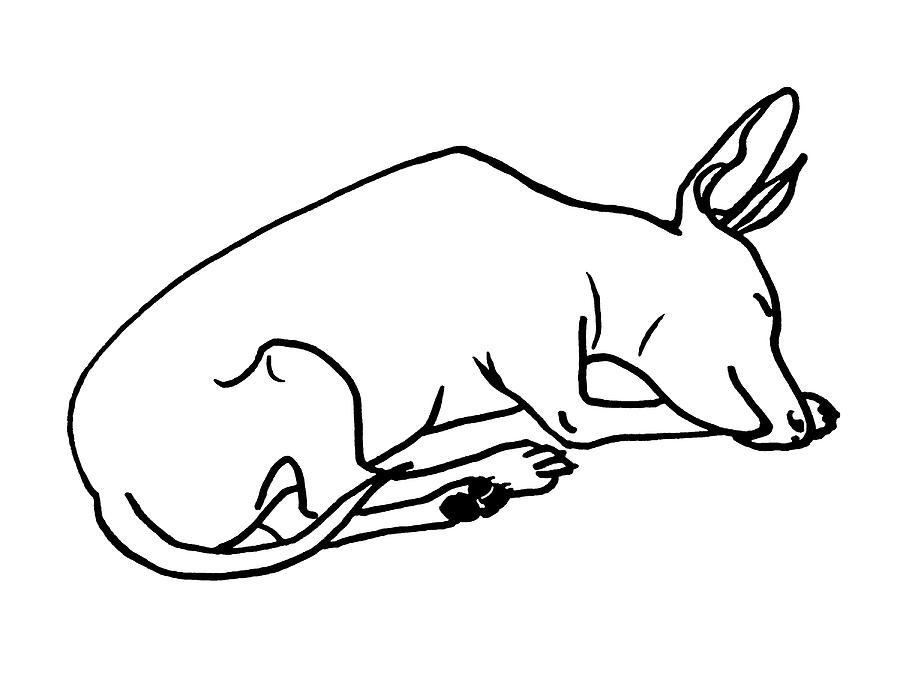Sleeping Dog Drawing by Masha Batkova