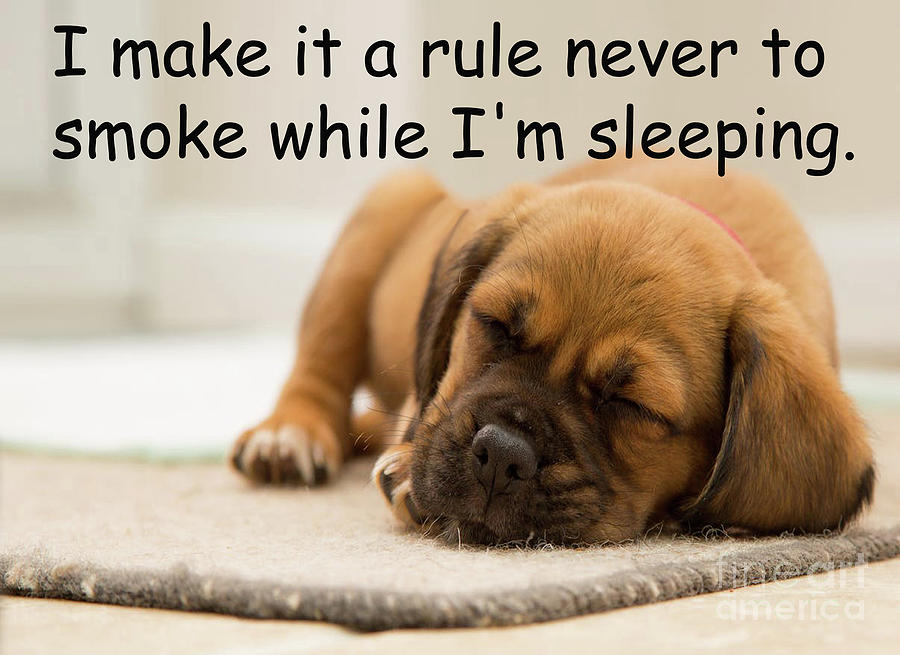 Sleeping dog, quotation Photograph by Michael Collins - Fine Art America