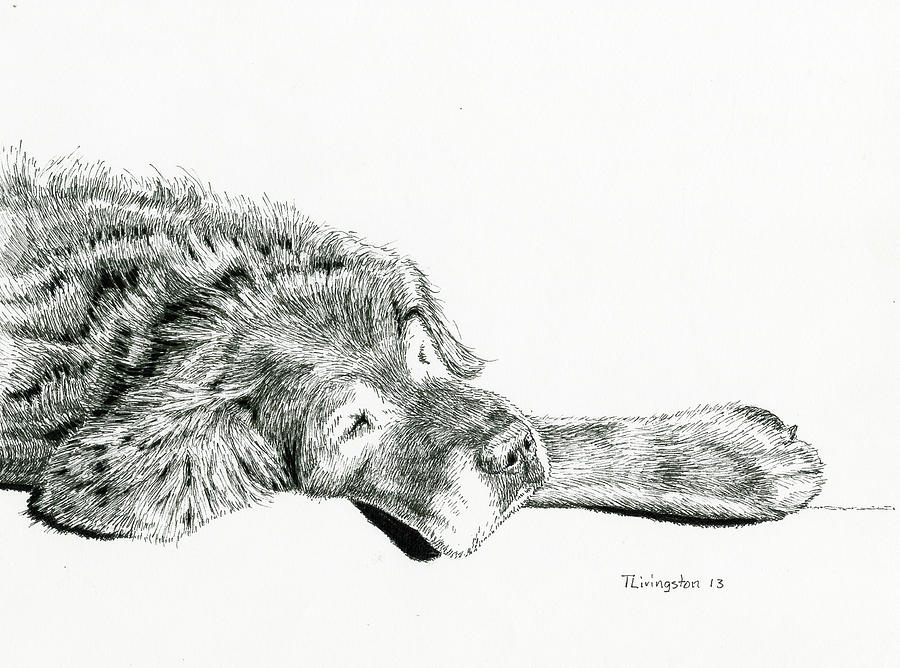 Sleeping Dog Drawing by Timothy Livingston