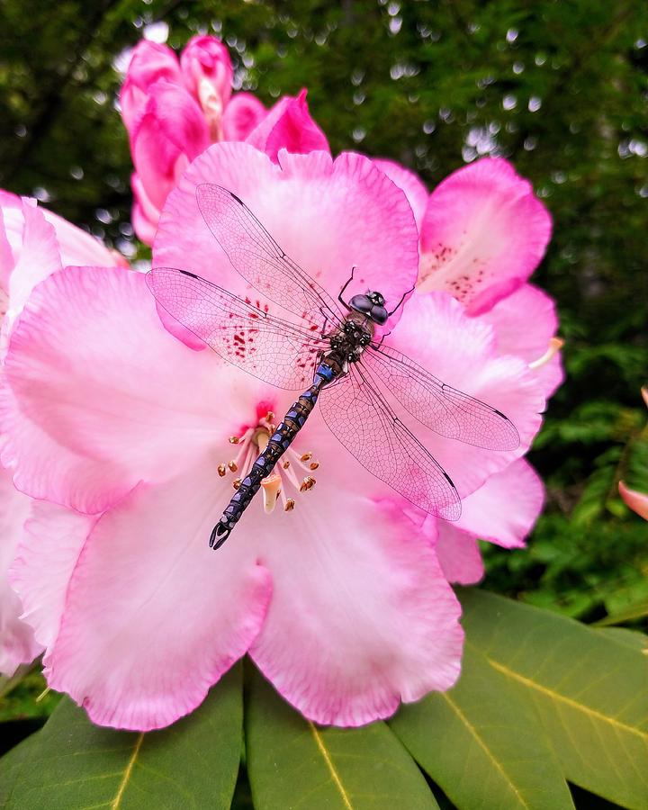 Sleeping Dragonfly Photograph by Darrell MacIver