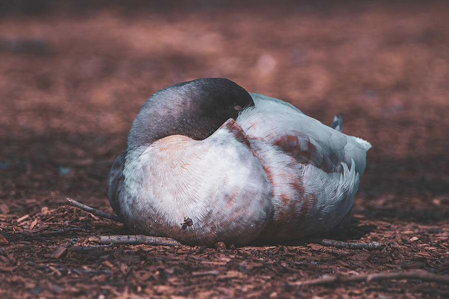 Sleeping Duck Photograph by Chad Meyer