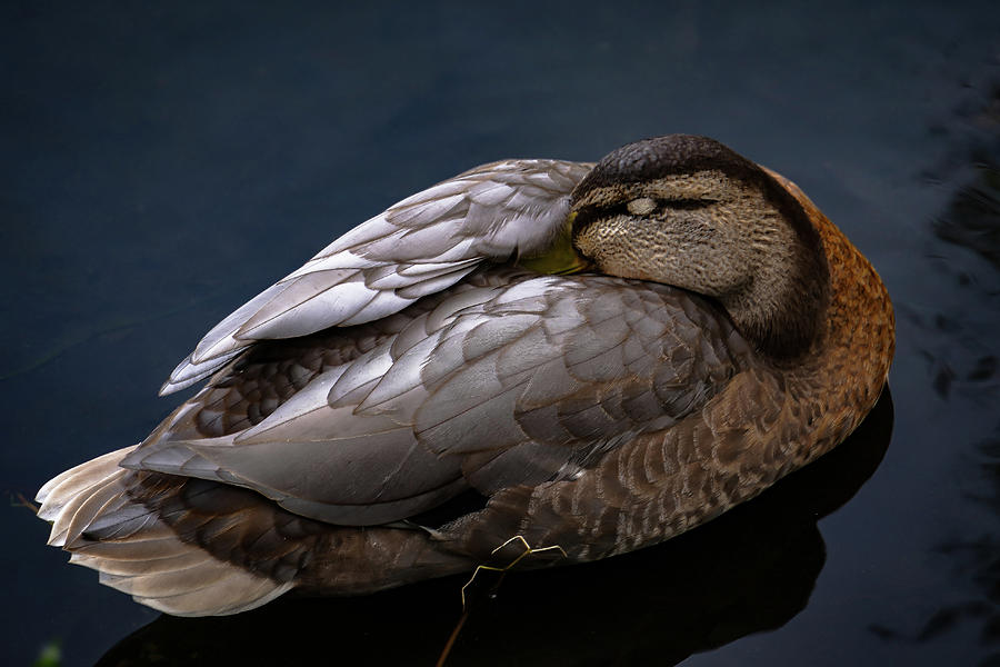 This Squash Looks Like A Sleeping Duck R Mildlyinteresting   Sleeping Duck Dwayne Thornhill 