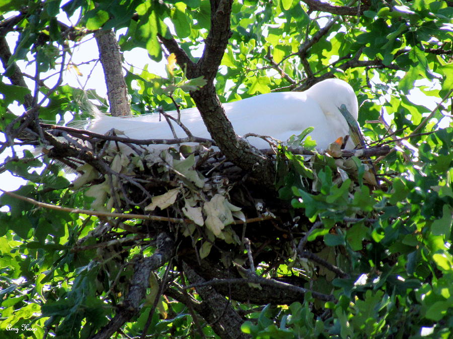 Sleeping Egret Photograph by Amy Hosp