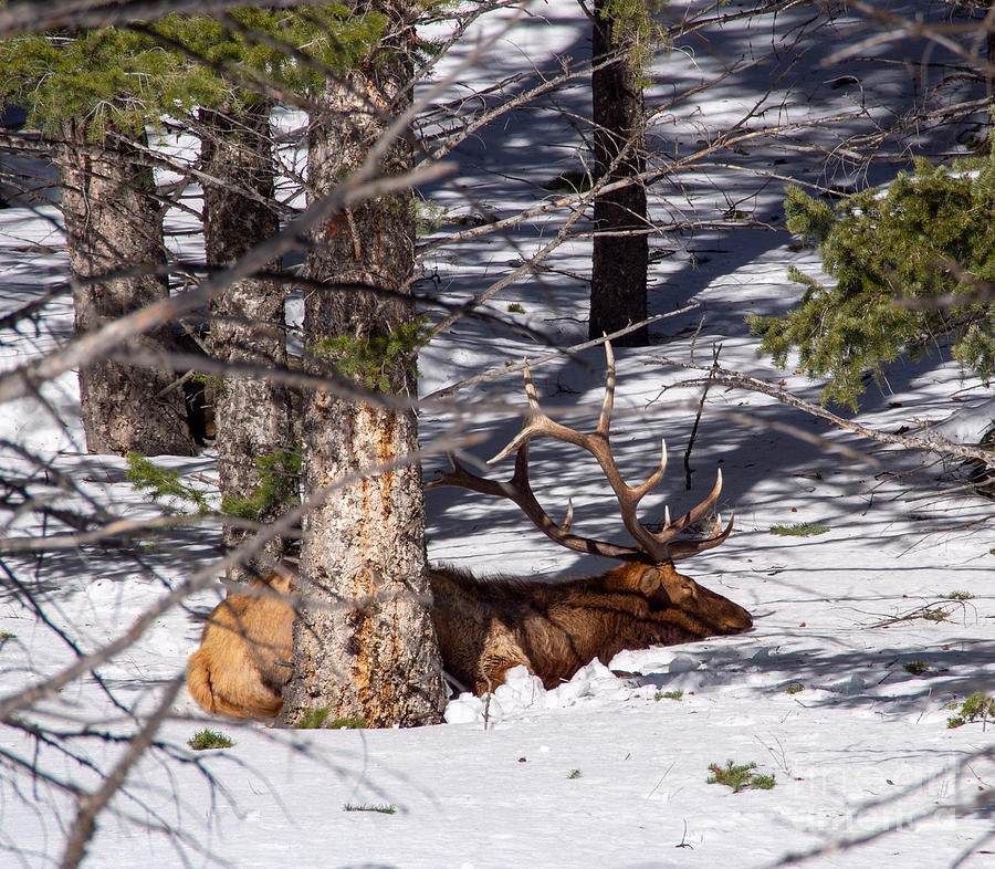 Sleeping  Elk Buck in Yellowstone National Park Photograph by L Bosco