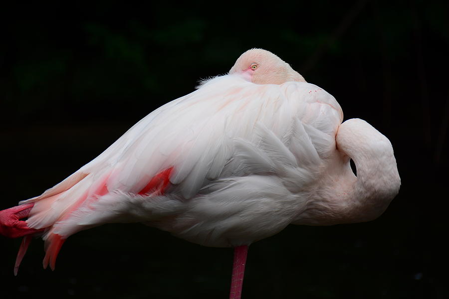 Sleeping Flamingo Photograph by Brigitta Diaz - Pixels