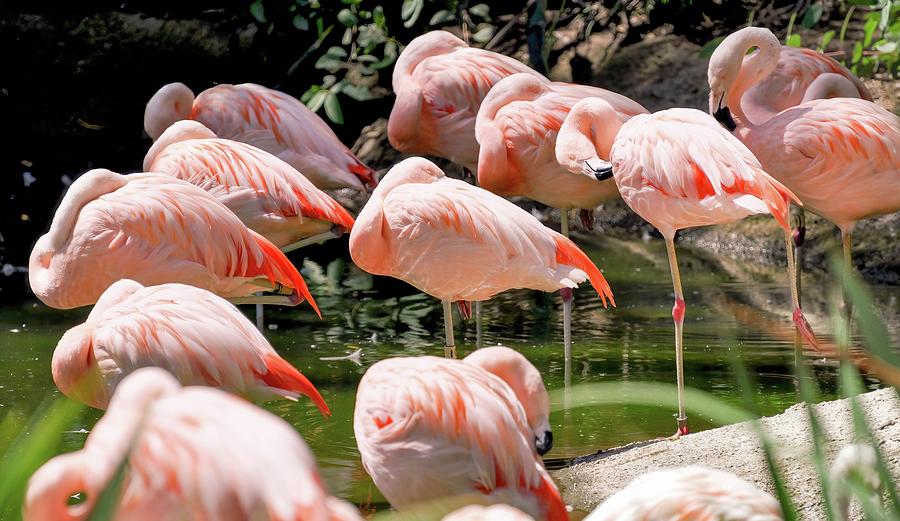 Sleeping Flamingos Photograph by Rebecca Herranen