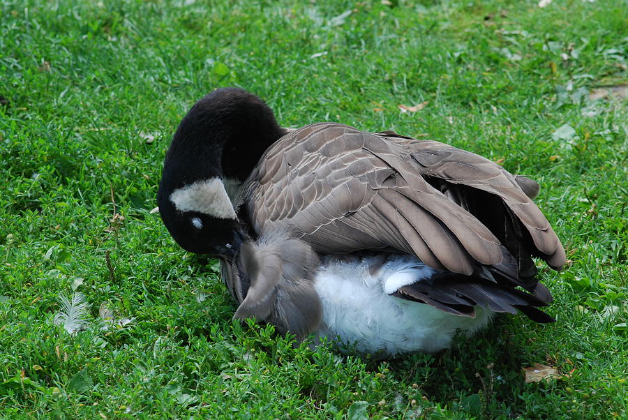 Sleeping Geese Photograph