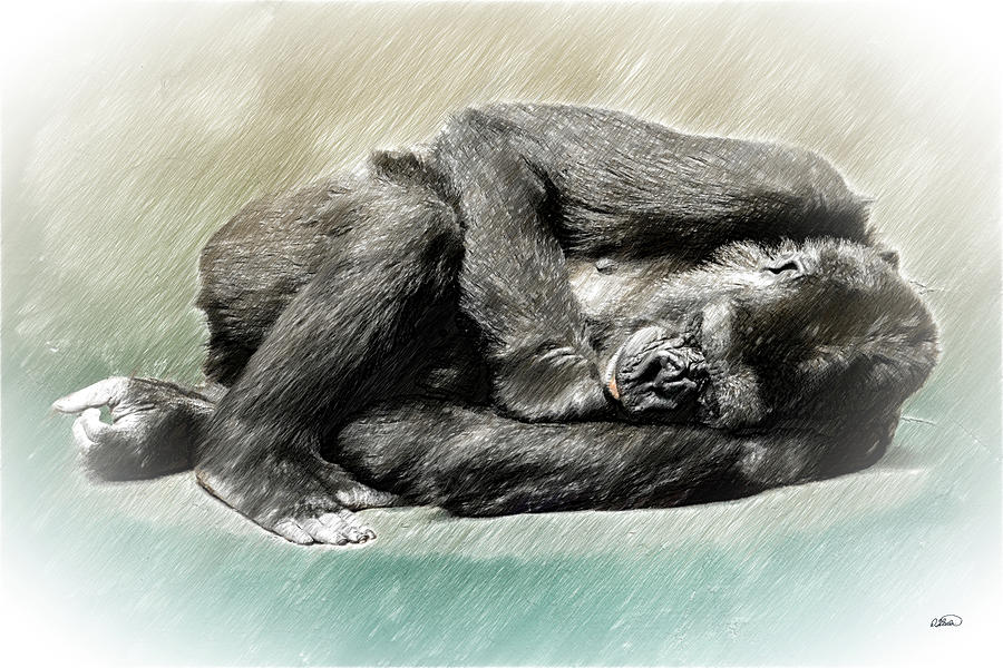 Sleeping Gorilla - DWP3964512 Drawing by Dean Wittle