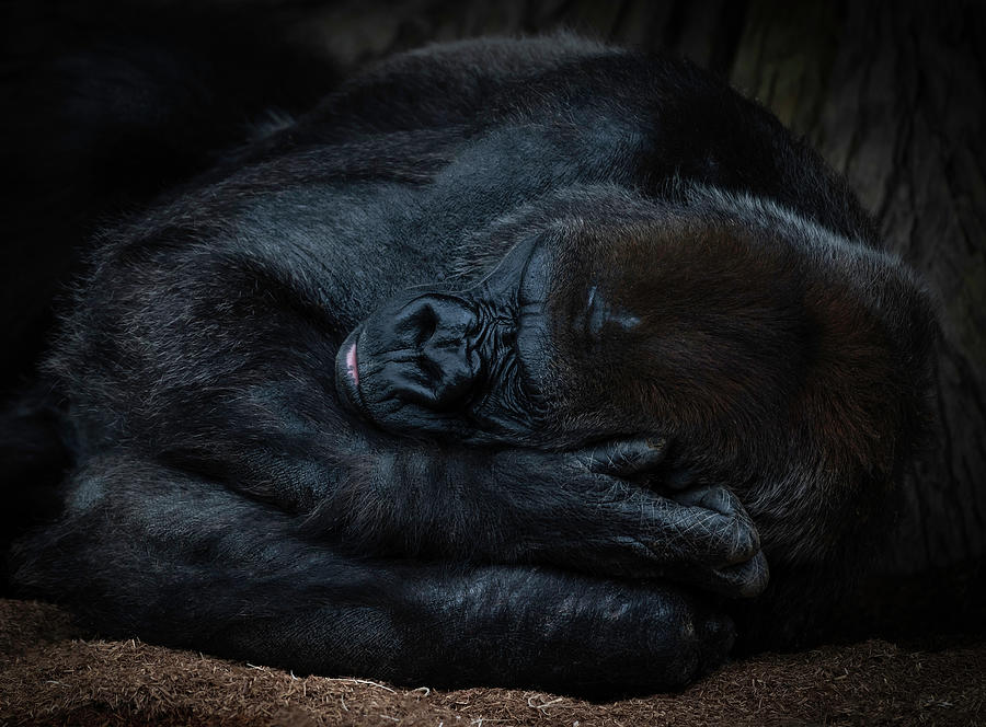 Sleeping Gorilla Photograph by Larry Marshall