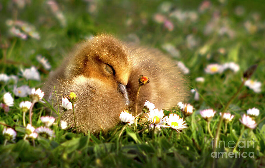 Flower Photograph - Sleeping Gosling by Mark Laurie