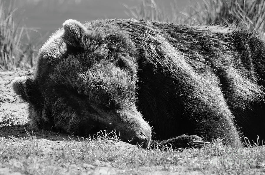Sleeping Grizzly Bear Grayscale Photograph by Jennifer White