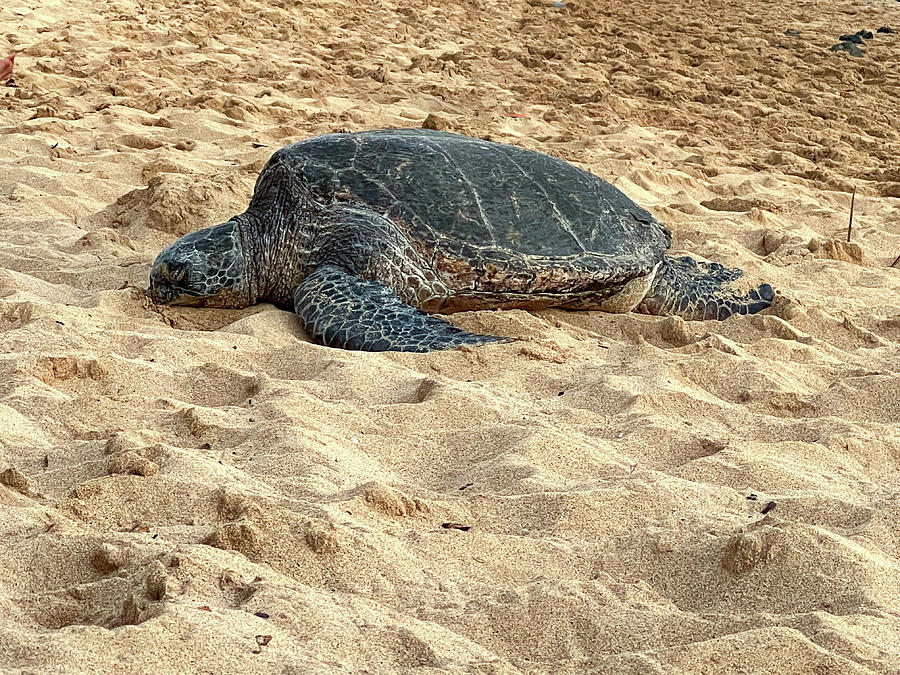 Sleeping Hawaiian Green Sea Turtle Photograph by JVD Photography ...