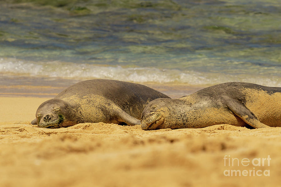 Sleeping Hawaiian Monk Seals Photograph by Nancy Gleason