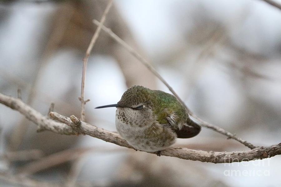 Sleeping Hummingbird Photograph by Carol Groenen