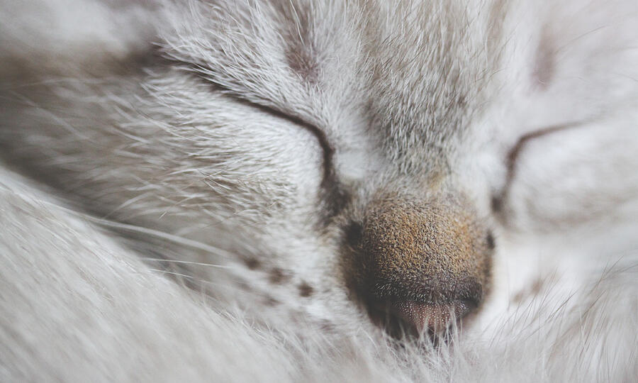 Sleeping kitten Photograph by Saulgranda