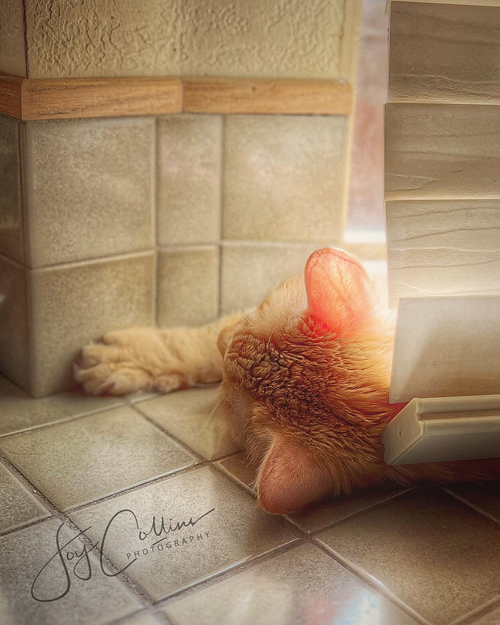Sleeping kitty Photograph by Joy Collins Sleeping kitty Photograph by Joy Collins
