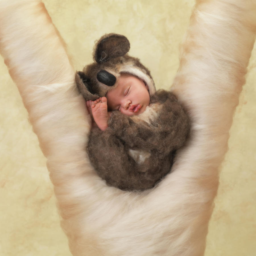 Sleeping Koala Photograph by Anne Geddes