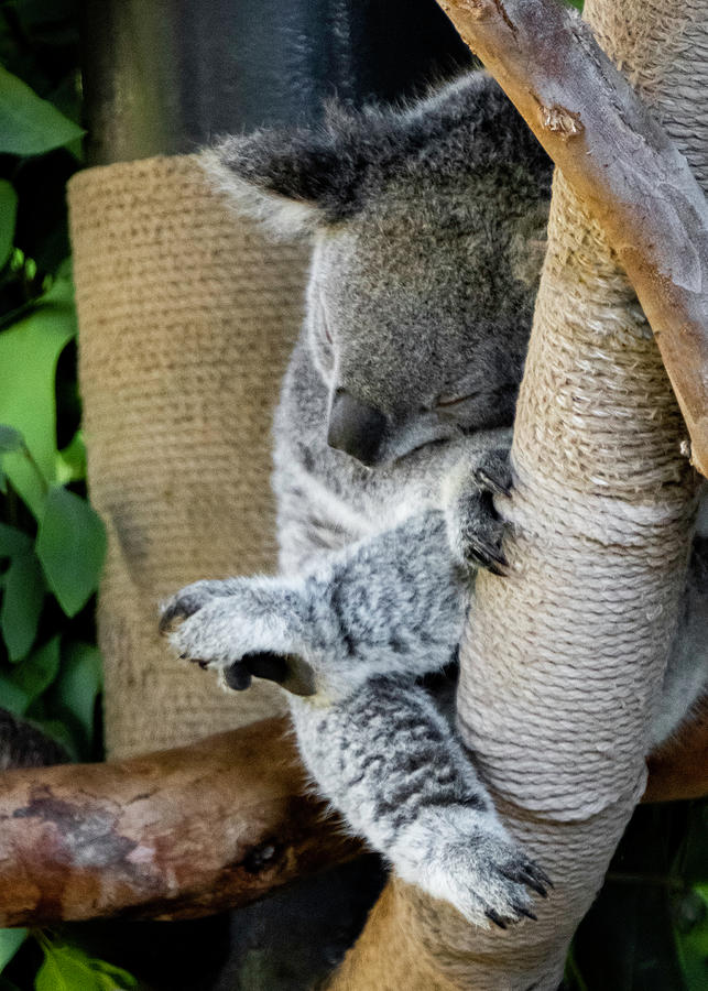 Sleeping Koala Photograph by Christine Ley