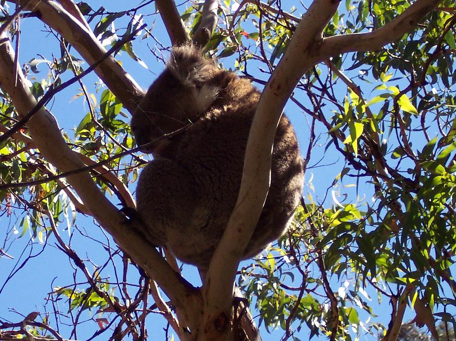 Sleeping Koala Photograph by Marlene Challis