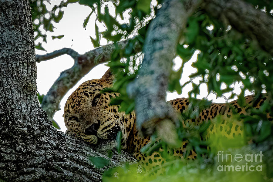 Sleeping Leopard Beauty Photograph by Venura Herath